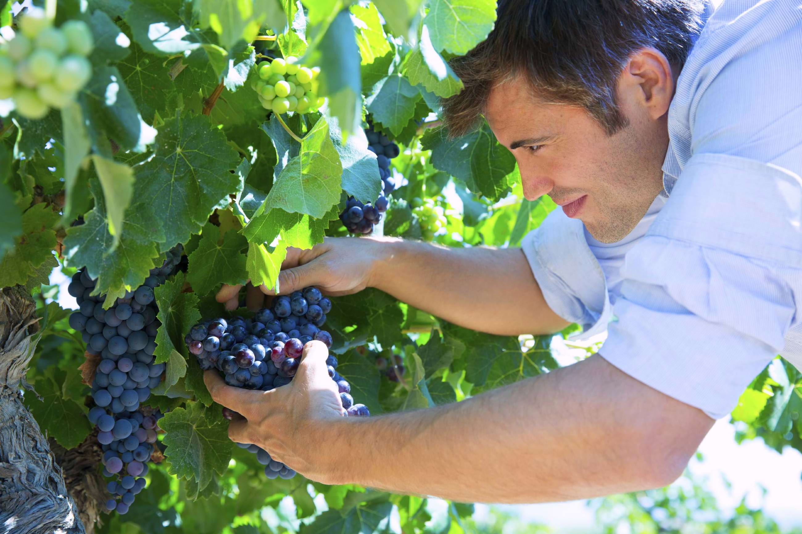 Farmer picking grapes